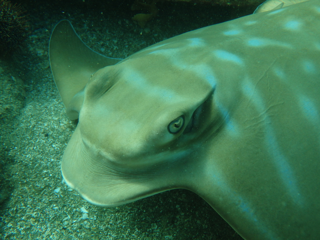 Common Eagle Rays