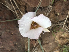 Calochortus ambiguus