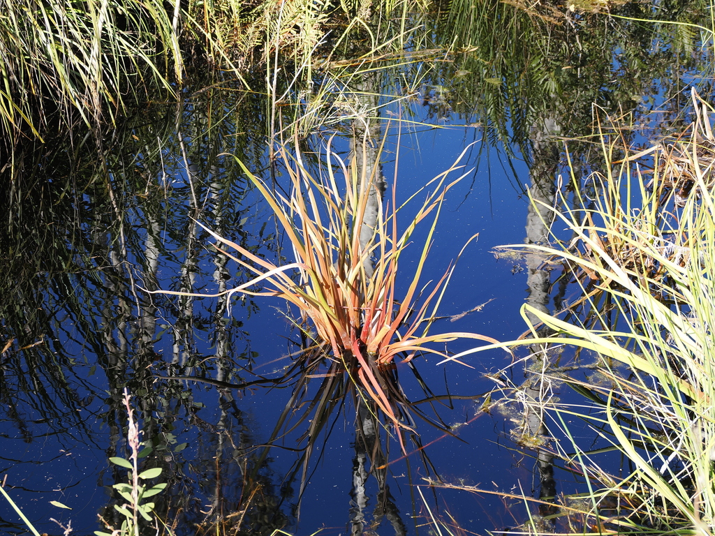 Woolly Frog S Mouth From Welsby Qld 4507 Australia On May 26 2024 At 10 31 Am By Lucas