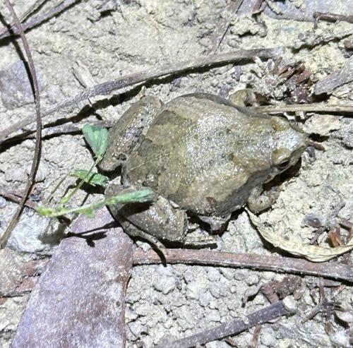 East Asian Ornate Chorus Frog, Microhyla fissipes