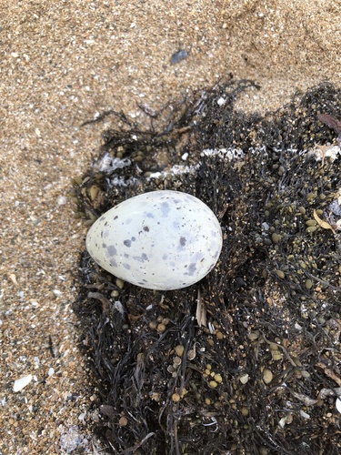 Black-tailed Gull｜黑尾鸥 参考照片