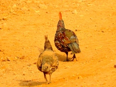 Callipepla douglasii