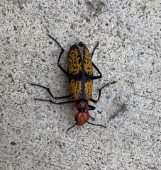 Tegrodera aloga