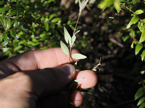 Image of Austromyrtus dulcis by (c) Lucas Christofides, some rights reserved (CC BY)