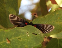 Melanis acroleuca acroleuca