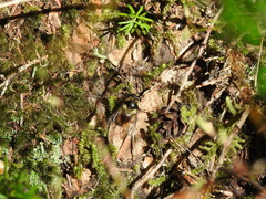 Criorhina bubulcus