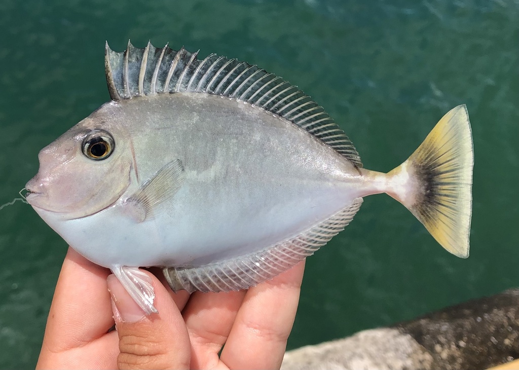 Photo of Short-nosed unicornfish (Naso brevirostris)