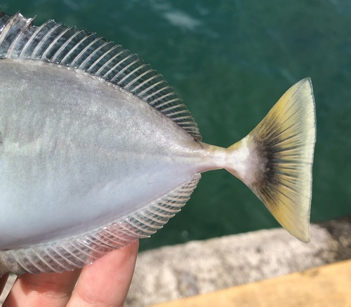 Photo of Short-nosed unicornfish (Naso brevirostris)