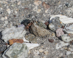 Formica francoeuri