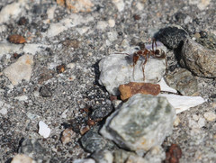 Formica francoeuri