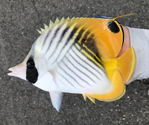 Threadfin Butterflyfish
