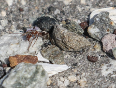 Formica francoeuri