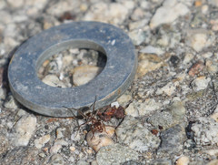 Formica francoeuri
