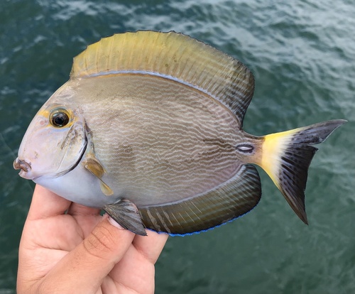 Eyestripe Surgeonfish