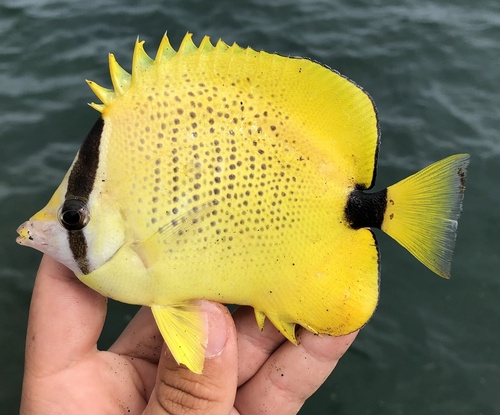 Lemon butterfly (Chaetodon miliaris) — Chaetodontidae — 2