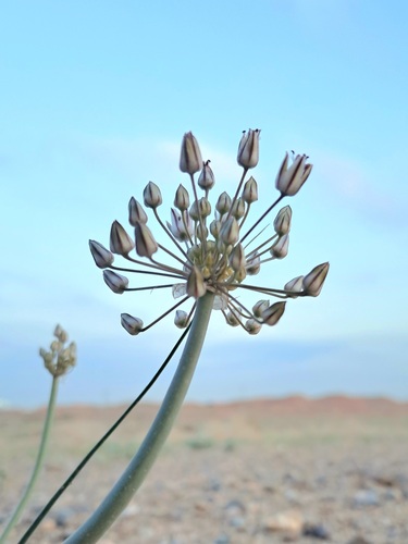 Allium borszczowii