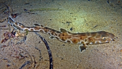 Whiskery Shark photo 4