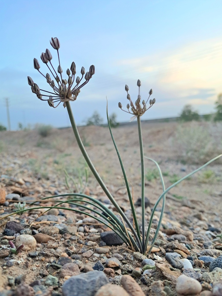 Allium borszczowii