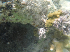 Mithraculus sculptus