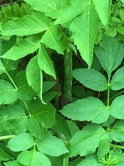 Angelica atropurpurea
