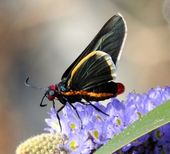 Mysoria affinis