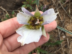 Calochortus ambiguus