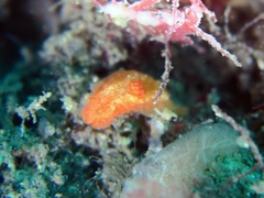 Polycerinae