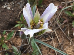 Calochortus ambiguus