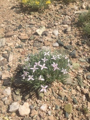 Houstonia rubra