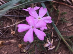 Phlox woodhousei