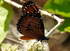 Danaus eresimus montezuma