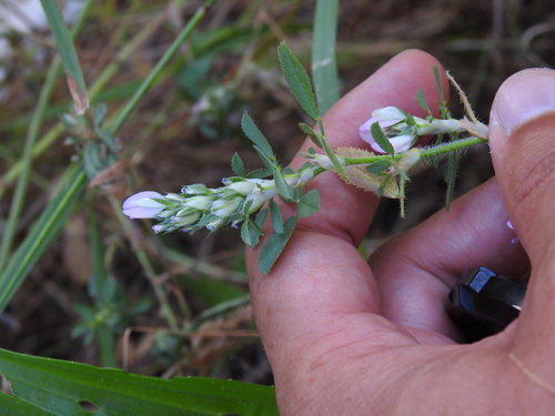 Image of Ononis mitissima by (c) Duarte Frade, some rights reserved (CC BY)