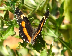 Chlosyne lacinia crocale