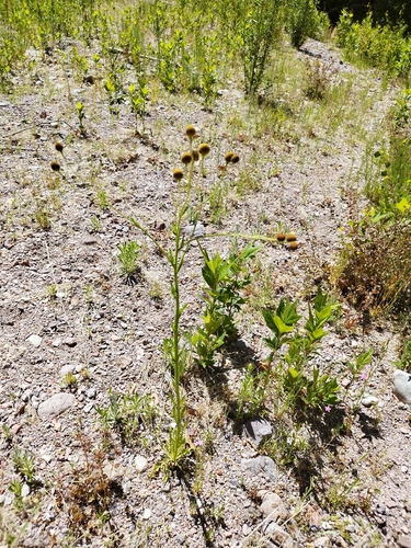Image of Helenium thurberi by (c) rociojgo, some rights reserved (CC BY)
