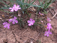 Phlox woodhousei