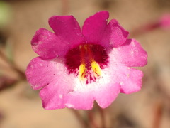 Erythranthe diffusa