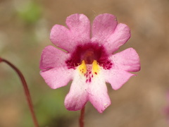 Erythranthe diffusa