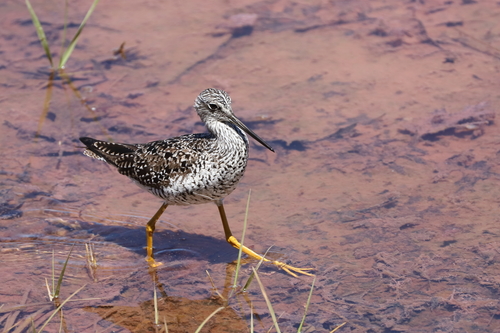 Archibebe patigualdo grande (Tringa melanoleuca)
