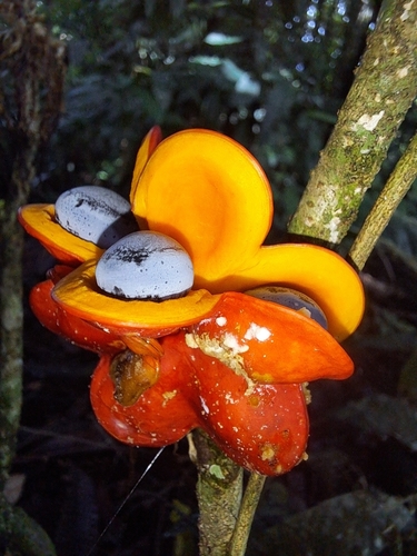 Archidendron alatum