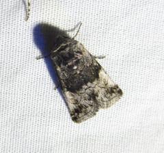 Copanarta aurea
