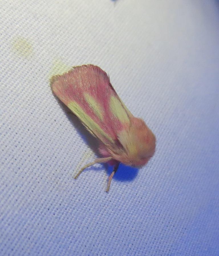 Schinia snowi