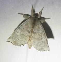 Olceclostera seraphica