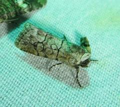 Sympistis sectiloides