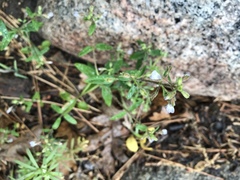 Collinsia childii