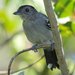 Variable Antshrike - Photo (c) Aaron Maizlish, some rights reserved (CC BY-NC)