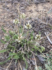Oxytropis borealis viscida