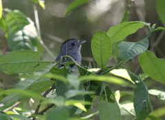 Thamnophilus caerulescens
