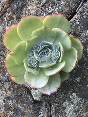 Sedeae