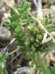 Oxytropis borealis viscida