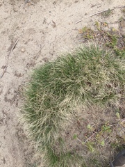 Carex filifolia